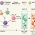 Unraveling the Molecular Chain Reaction: How UV Radiation Fuels Melanoma Spread Through Cellular Sig - Professional coverage