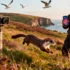 AI-Powered Stoat Detection System Revolutionizes Wildlife Conservation in Orkney - Professional coverage