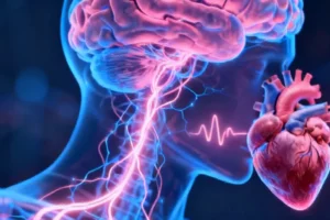 Brain's Oxytocin Pathway Found to Regulate Heart Rate Variability Through Respiratory Control - Professional coverage