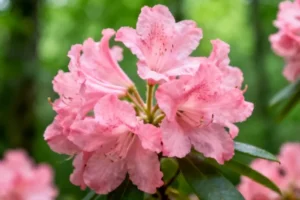 Scientists Decode Complete Chromosome-Level Genome of Endangered Chinese Tree Species - Professional coverage