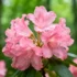 Scientists Decode Complete Chromosome-Level Genome of Endangered Chinese Tree Species