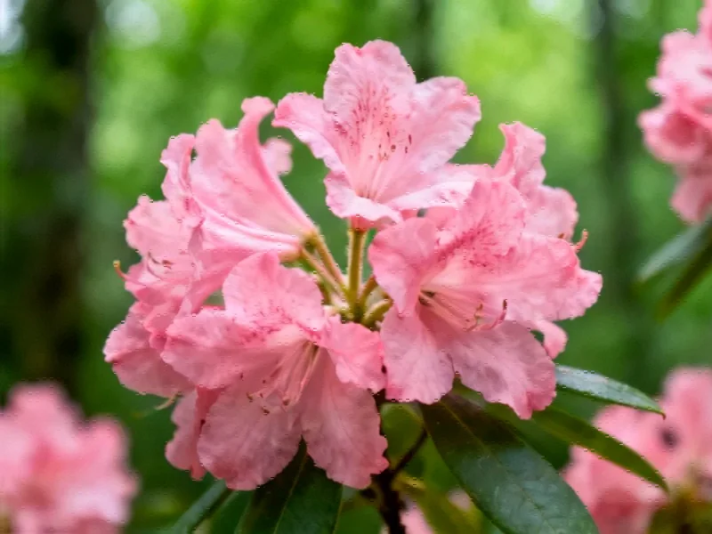 Scientists Decode Complete Chromosome-Level Genome of Endangered Chinese Tree Species - Professional coverage