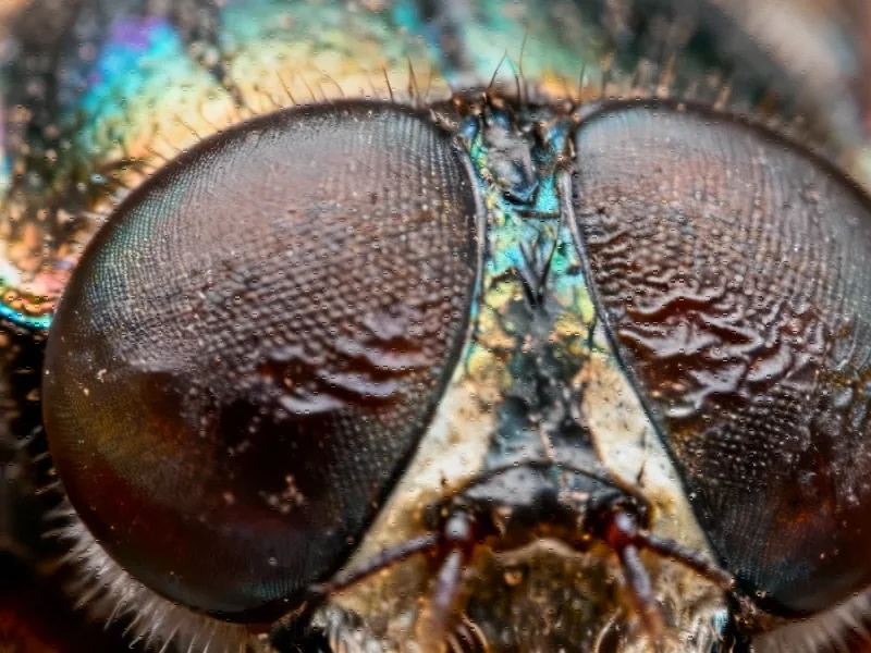 Evolutionary Mechanism Unlocks Adaptive Eye Reduction in Beetles Through Stress Response Pathway
