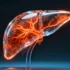Fenofibrate’s Organ-Specific Effects: Liver Responds More Strongly Than Kidney to Lipid Metabolism Activation